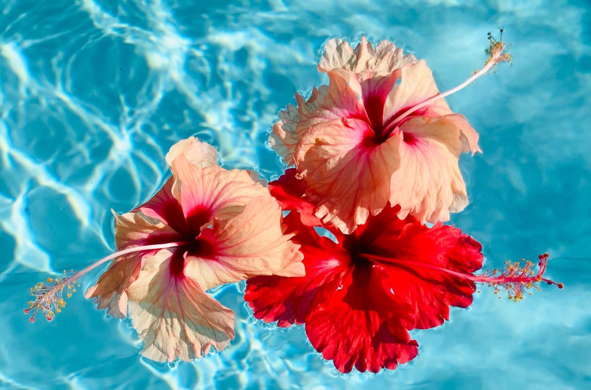 Tikazadaph, Pour Un Sejour De Charme, Romantique & Exotique, 97180 Sainte-Anne エクステリア 写真